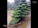 花卉苗木-花木--罗汉松，罗汉松造型，青未了绿化苗木场 (49播放)